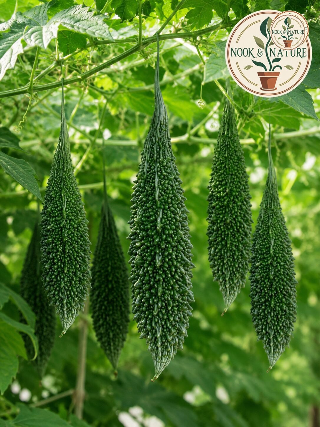 Shree Agro Agencies
